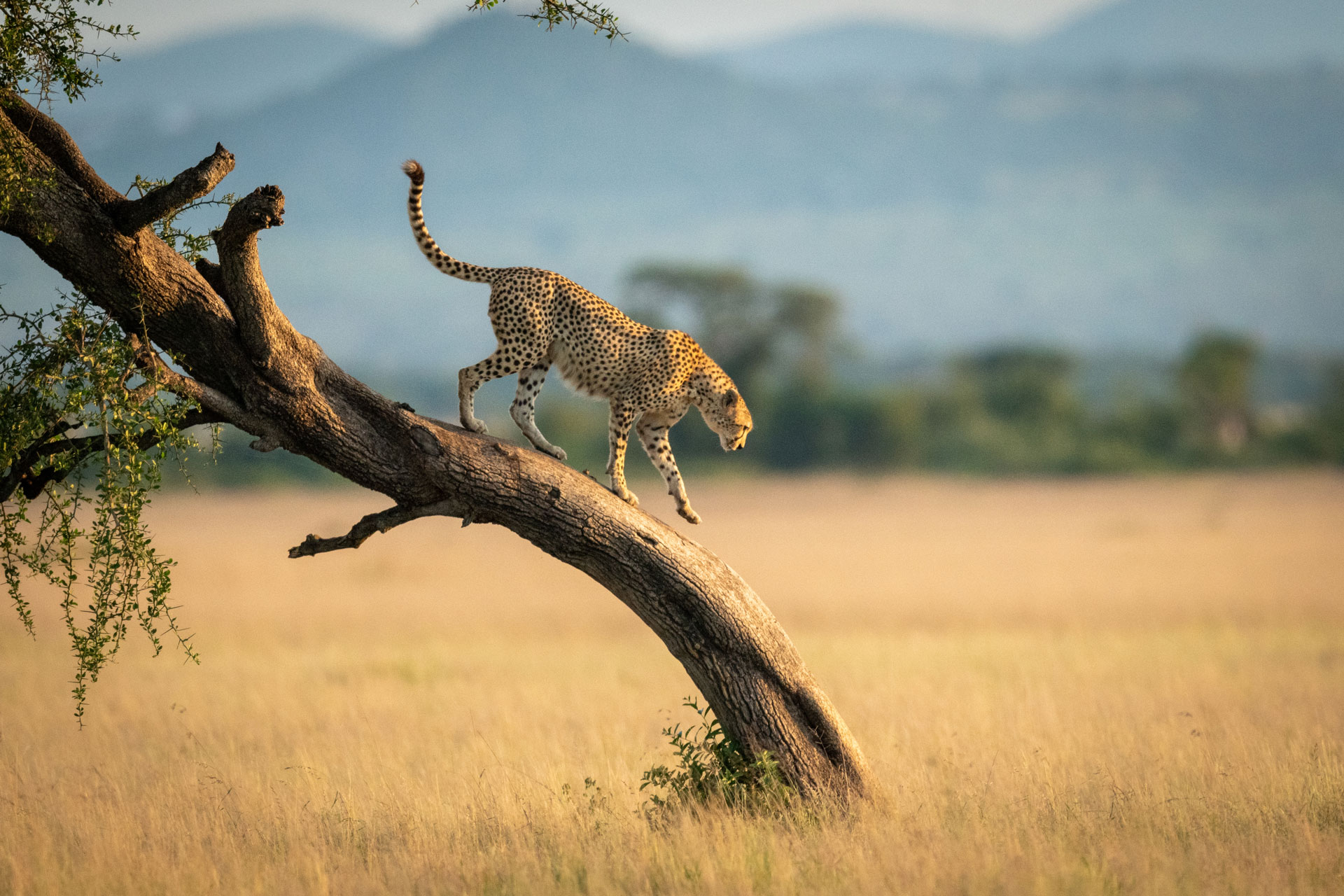 Cheetah Tanzania