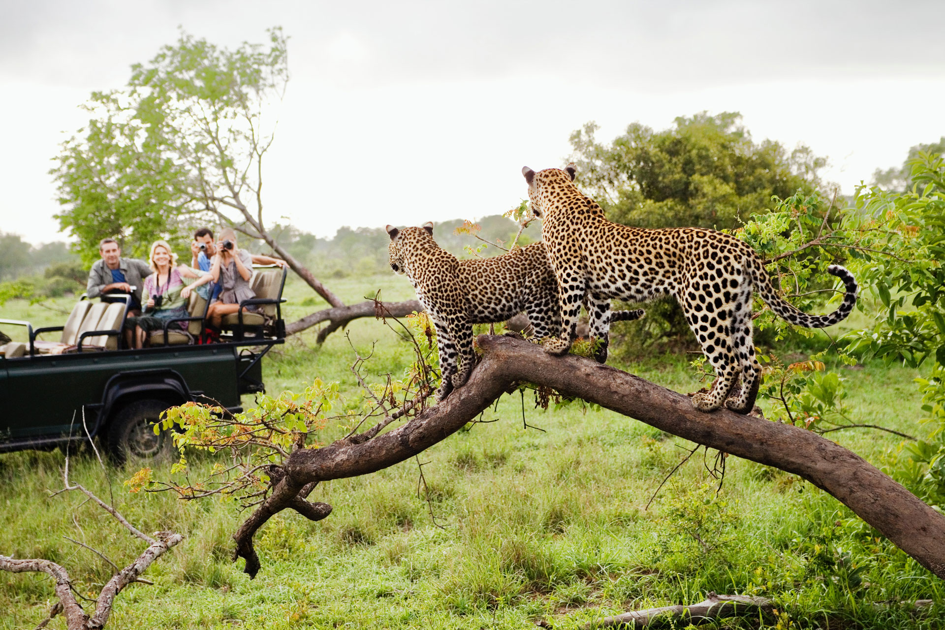 Safari Africa
