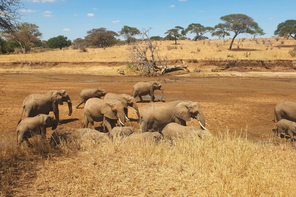 The Tarangire National Park