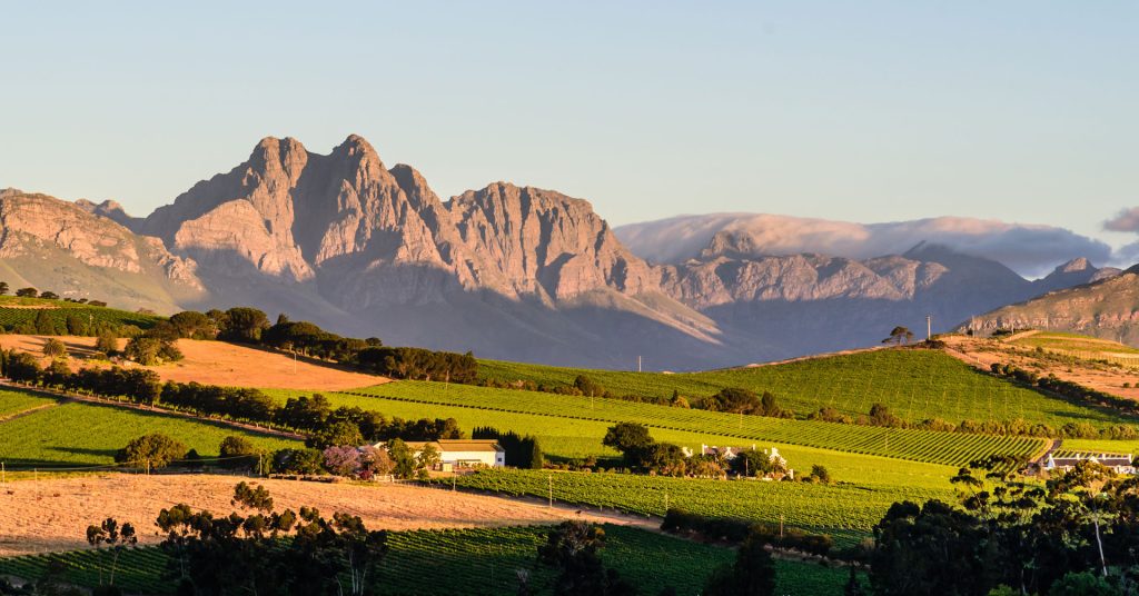 Wine Cape Town
