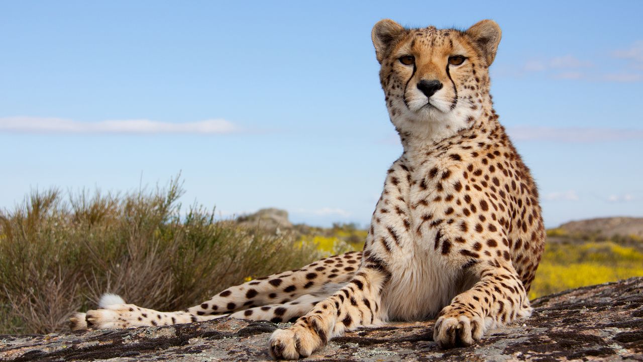 Tanzania Safari: Tips for Game Drives, Safety, and Guides