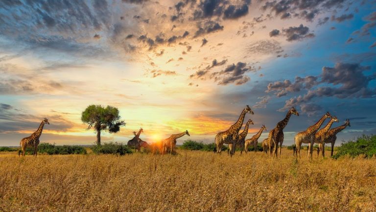Safari in Africa: Bushwalks, Safari Tours, and Photography