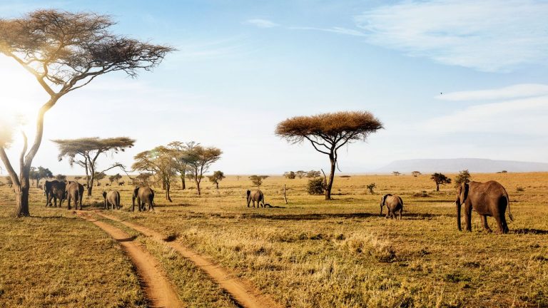 Serengeti National Park: Wildlife Wonders & Hot Air Balloon Rides