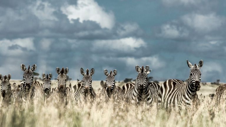 Tanzania Safari: Capturing Wildlife Through Your Lens | Photography Tips