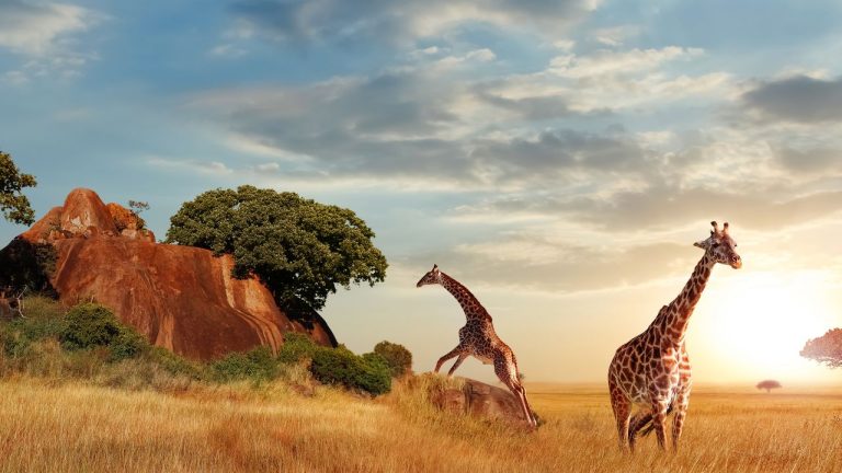 Tanzania Safari: Wildlife Adventure with Big Five & Great Migration