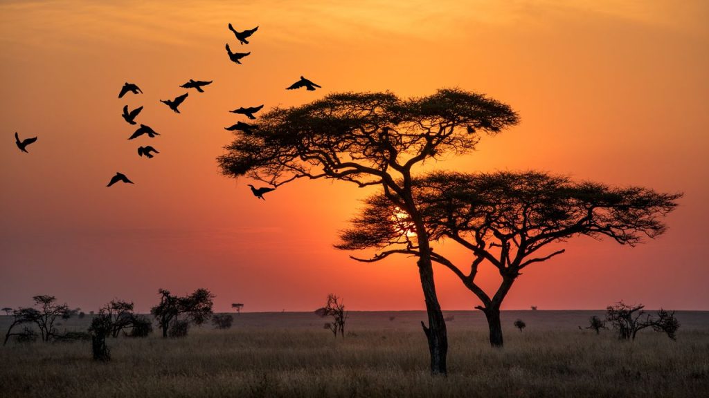 "Cultural Experiences in Africa: Guides, Values, and Exploration"