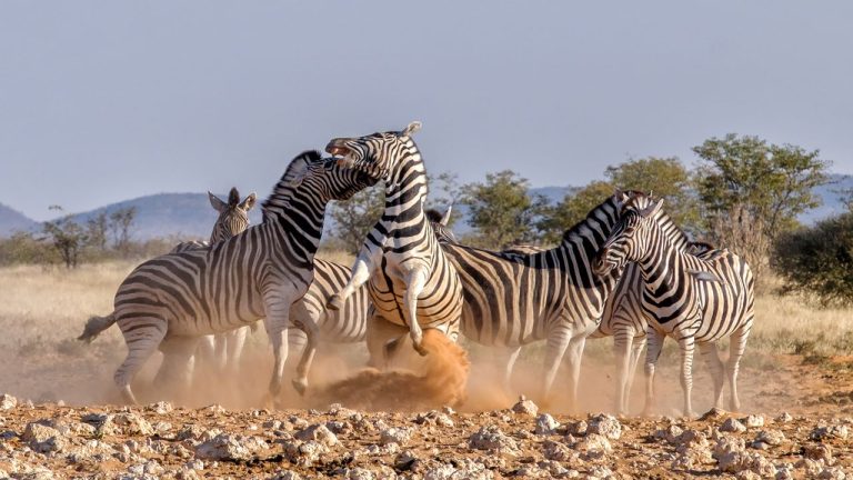 Tanzania Safari: A Guide to Unforgettable Wildlife Adventures