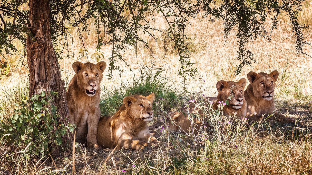 Tanzania Safari: Exploring Tanzanian Wildlife & Ngorongoro Crater