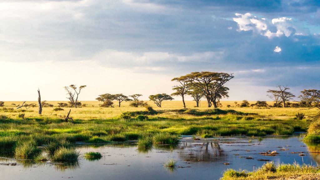 Safari in Africa: An Unforgettable Adventure