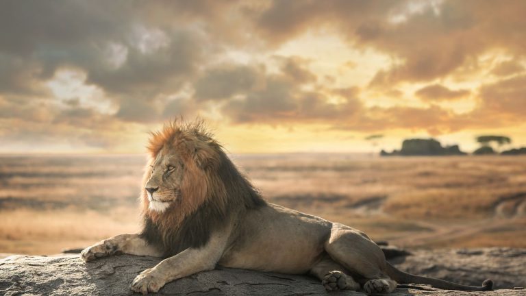 Serengeti National Park Wildlife Safari