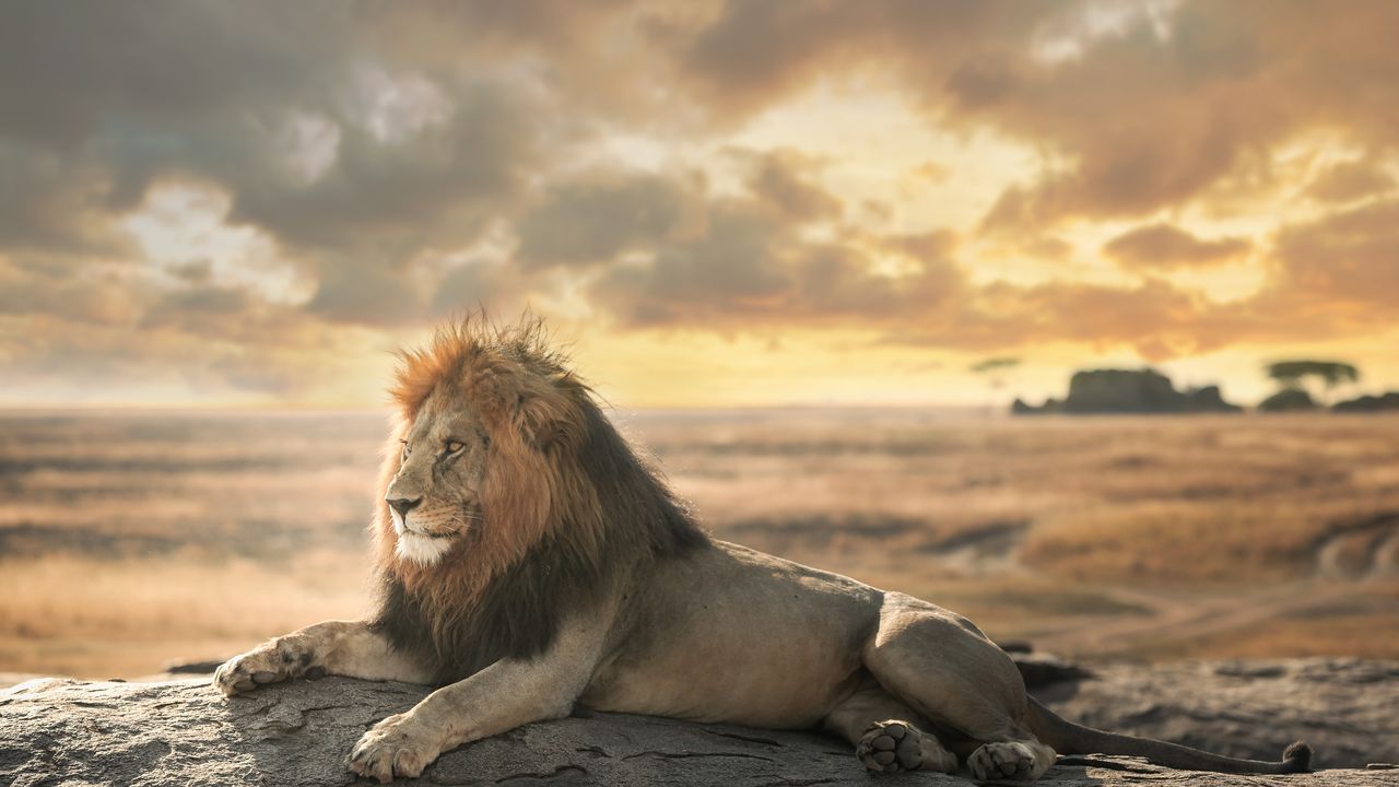 Serengeti National Park Wildlife Safari