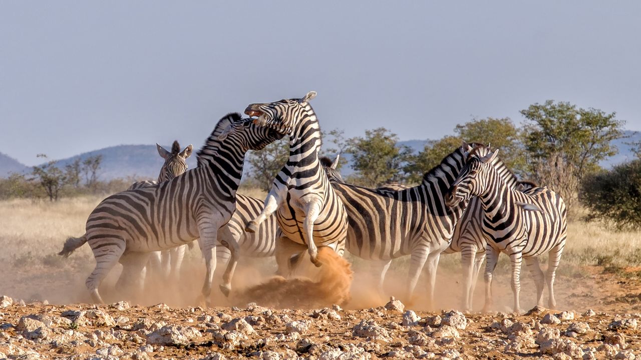 Serengeti National Park: Wildlife Haven