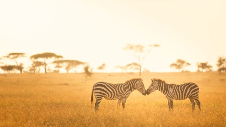 Ultimate African Safari Adventure