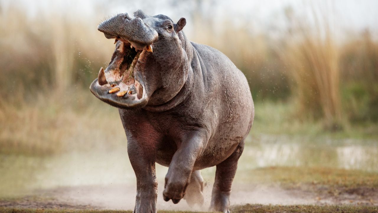 Unleashing Adventure in Africa