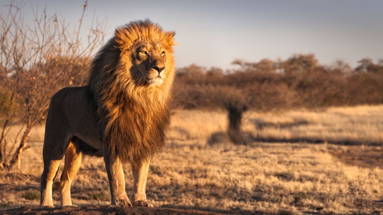 Cultural Experiences in Africa: Embracing Traditions