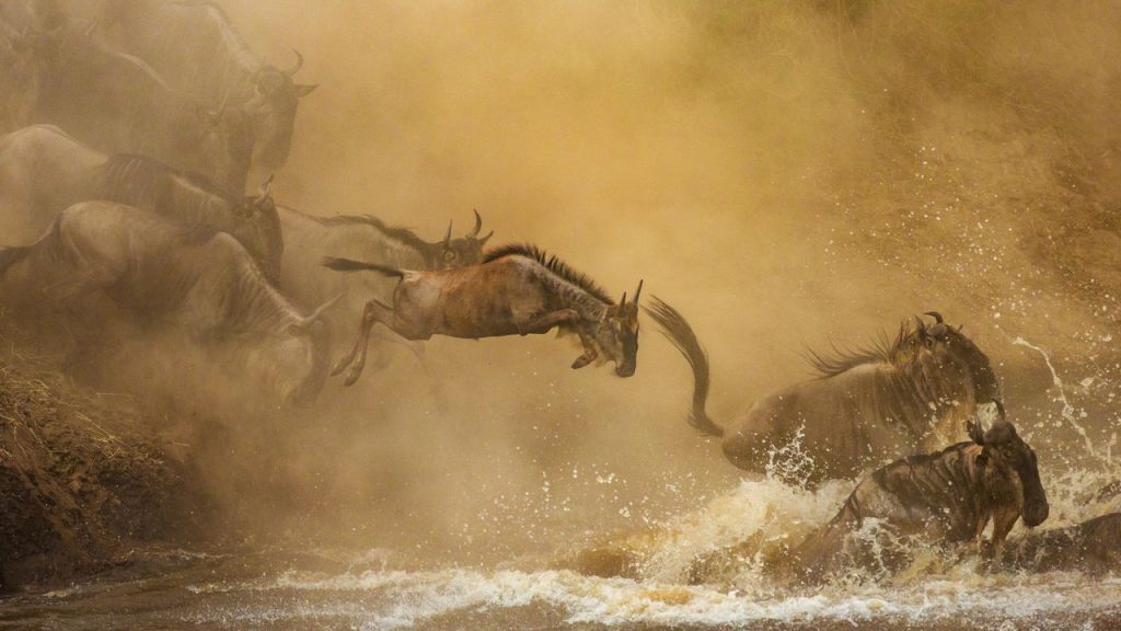 Tanzania Safari: Explore the Big Five Wonders