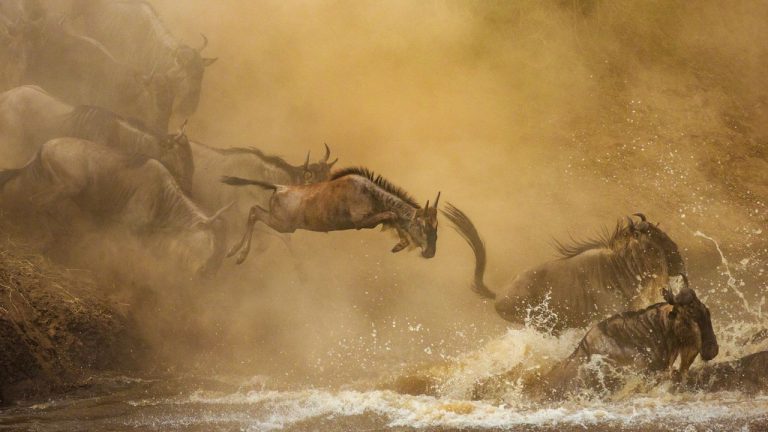Tanzania Safari: Explore the Big Five Wonders