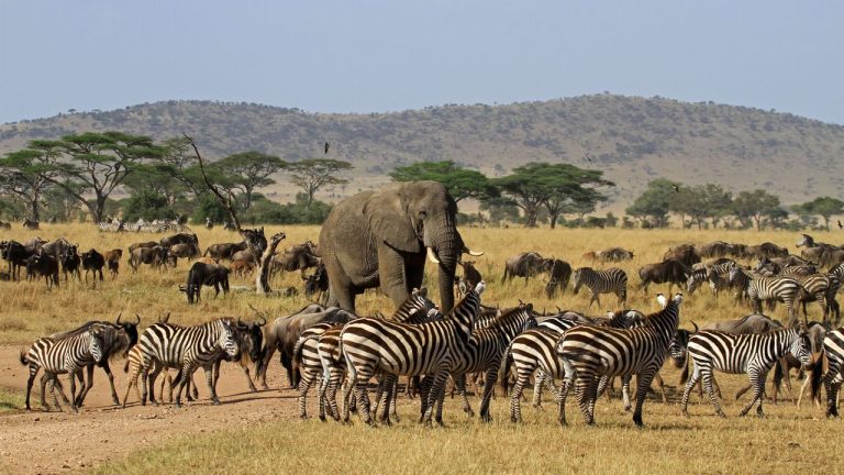 Tanzania Safari: Unforgettable Wildlife Adventure