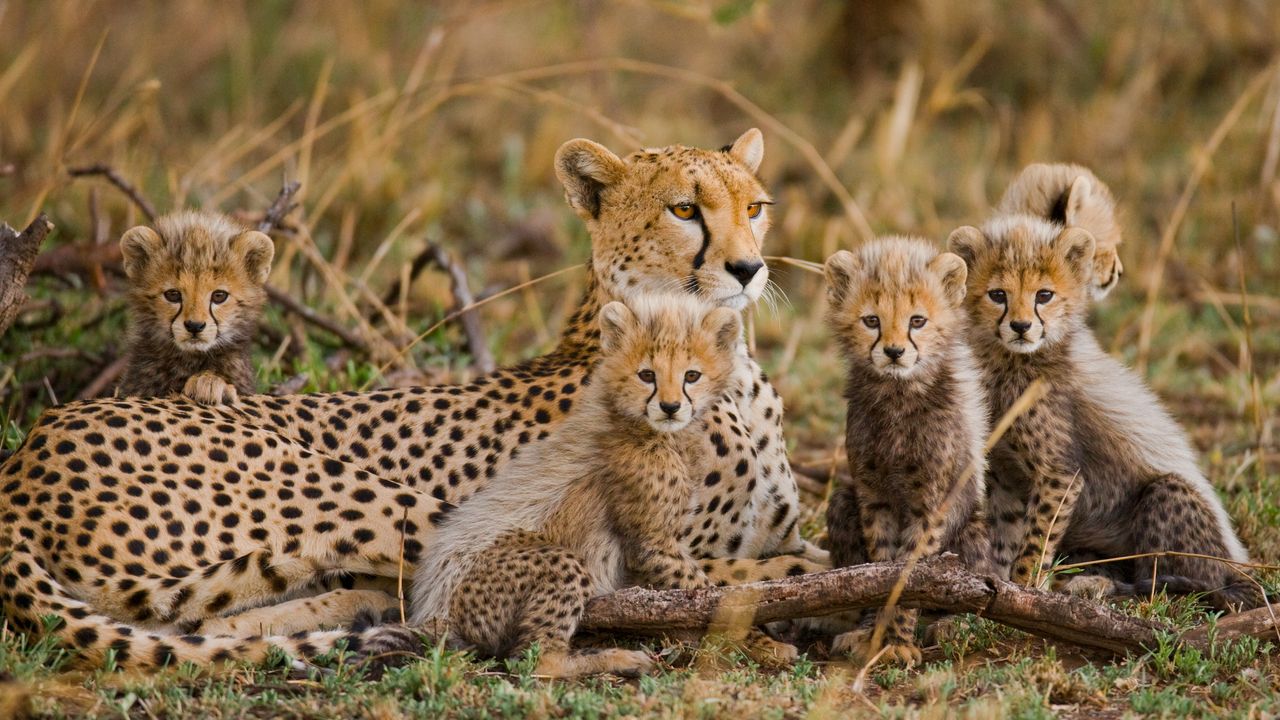 AfricanSafariAdventure