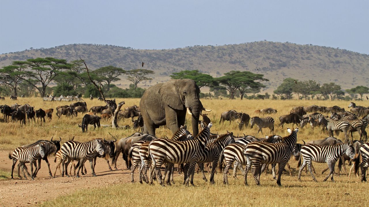 Explore the Serengeti National Park Adventure