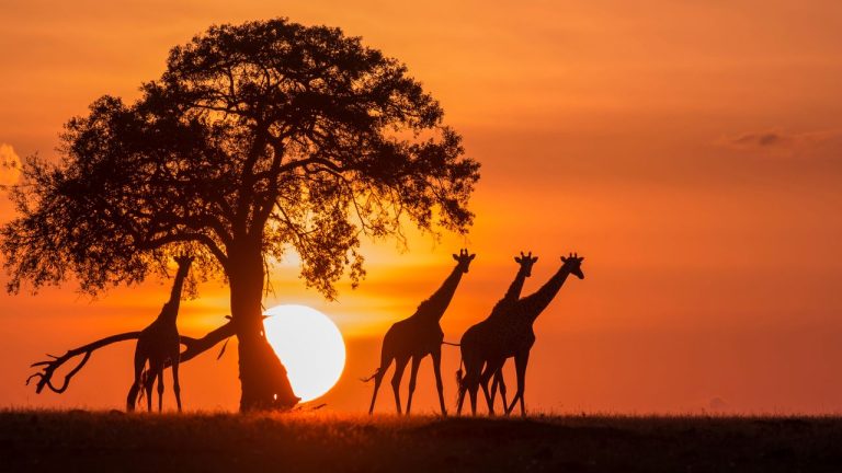 Exploring the Serengeti National Park