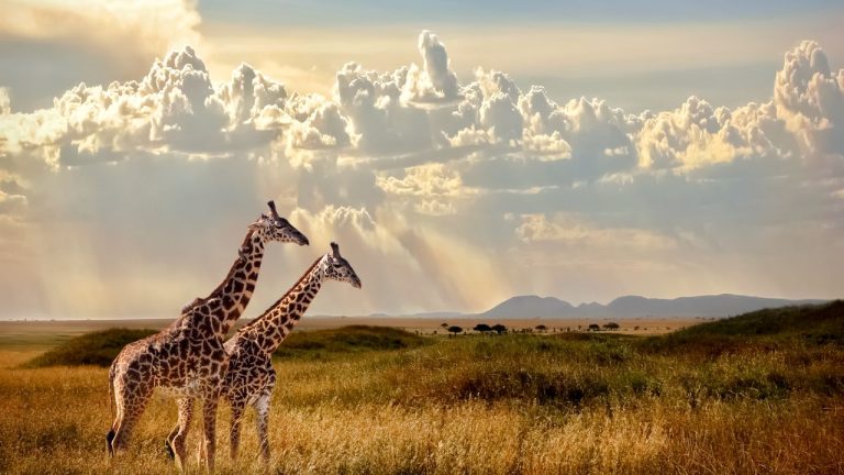 Ultimate Guide Serengeti Wildlife